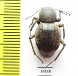 Tenebrionidae sp.  Zambia - INSECTS-STORE.RU