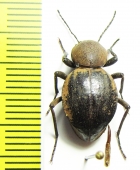 Tenebrionidae sp.  Zambia - INSECTS-STORE.RU