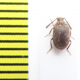 Tenebrionidae sp.  Zambia - INSECTS-STORE.RU