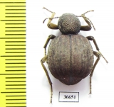 Tenebrionidae sp.  Zambia - INSECTS-STORE.RU