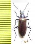 Tenebrionidae sp.  Zambia - INSECTS-STORE.RU