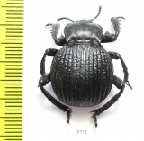 Gonopus sp.  Zambia - INSECTS-STORE.RU