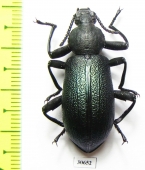 Odontopezus sp.  Zambia - INSECTS-STORE.RU