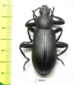 Odontopezus sp.  Zambia - INSECTS-STORE.RU