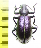 Odontopezus sp.  Zambia - INSECTS-STORE.RU