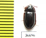 Peltoides sp.  Zambia - INSECTS-STORE.RU