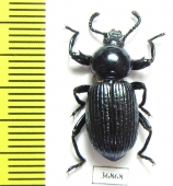 Pycnocerus revoili ssp.  Zambia - INSECTS-STORE.RU