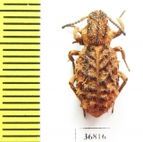 Sepidiini sp.  Zambia - INSECTS-STORE.RU