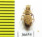 Sepidiini sp.  Zambia - INSECTS-STORE.RU