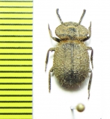 Pogonobasis scutellaris  Mozambique - INSECTS-STORE.RU