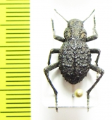 Renatiella sp.  Mozambique - INSECTS-STORE.RU