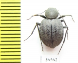 Tenebrionidae sp.  Angola - INSECTS-STORE.RU