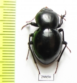 Tenebrionidae sp.  Angola - INSECTS-STORE.RU