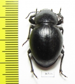 Tenebrionidae sp.  Zimbabwe - INSECTS-STORE.RU