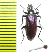 Tenebrionidae sp.  Zimbabwe - INSECTS-STORE.RU