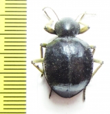Tenebrionidae sp.  Zimbabwe - INSECTS-STORE.RU