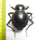 Psammodes sp.  Zimbabwe - INSECTS-STORE.RU