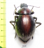 Psammodes sp.  Zimbabwe - INSECTS-STORE.RU