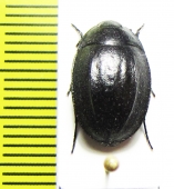 Zophosis sp.  Ethiopia - INSECTS-STORE.RU