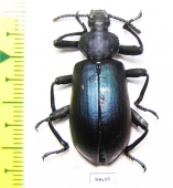 Odontopezus sp.  Congo - INSECTS-STORE.RU