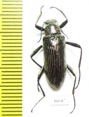 Tenebrionidae sp.  Cote d'Ivoire - INSECTS-STORE.RU