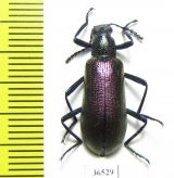 Tenebrionidae sp.  Cote d'Ivoire - INSECTS-STORE.RU