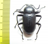 Tenebrionidae sp.  Cote d'Ivoire - INSECTS-STORE.RU