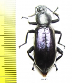 Tenebrionidae sp.  Cote d'Ivoire - INSECTS-STORE.RU