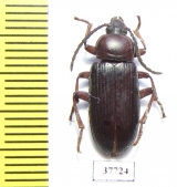 Achrostus girardi  Cote d'Ivoire - INSECTS-STORE.RU