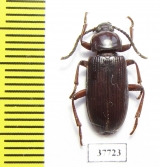 Achrostus girardi  Cote d'Ivoire - INSECTS-STORE.RU