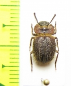 Pogonobasis sp.  Kenya - INSECTS-STORE.RU