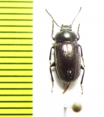 Tenebrionidae sp.  Namibia - INSECTS-STORE.RU