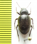 Tenebrionidae sp.  Namibia - INSECTS-STORE.RU