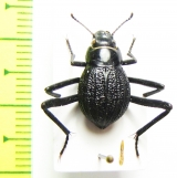 Tenebrionidae sp.  Namibia - INSECTS-STORE.RU