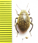 Tenebrionidae sp.  Namibia - INSECTS-STORE.RU