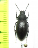 Tenebrionidae sp.  Namibia - INSECTS-STORE.RU