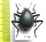 Physosterna sp.  Namibia - INSECTS-STORE.RU