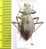 Tenebrionidae sp.  Namibia - INSECTS-STORE.RU