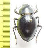 Tenebrionidae sp.  Namibia - INSECTS-STORE.RU