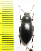 Tenebrionidae sp.  Namibia - INSECTS-STORE.RU