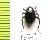 Tenebrionidae sp.  Namibia - INSECTS-STORE.RU