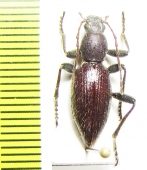 Tenebrionidae sp.  Namibia - INSECTS-STORE.RU