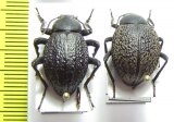 Tenebrionidae sp., pair  Namibia - INSECTS-STORE.RU