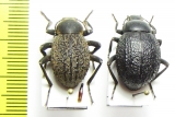 Tenebrionidae sp., pair  Namibia - INSECTS-STORE.RU