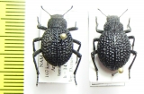 Alogenius cavifrons, pair  Namibia - INSECTS-STORE.RU
