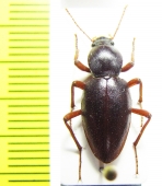 Brinckia sp.  Namibia - INSECTS-STORE.RU