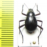 Cauricara brunnipes  Namibia - INSECTS-STORE.RU