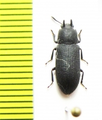 Cryphaeus sp.  Namibia - INSECTS-STORE.RU