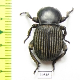 Gonopus sp.  Namibia - INSECTS-STORE.RU