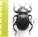 Gonopus sp.  Namibia - INSECTS-STORE.RU